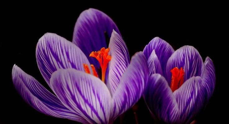 紫色紫罗兰花语的意义与传达（探索紫罗兰花所传递的情感和寓意）