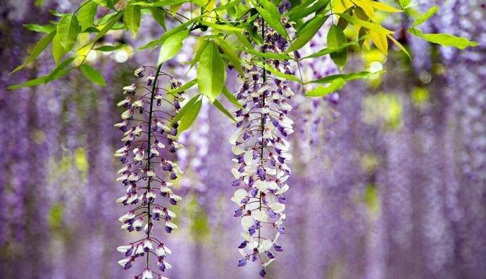 紫藤花花语及其寓意（探寻紫藤花的神秘花语）