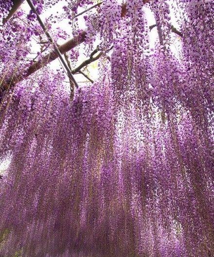 紫藤花的花语之美丽与坚韧（紫藤花的花语传递着无尽的希望和生命的力量）