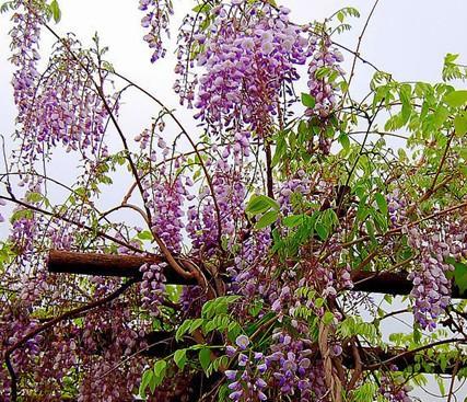 紫藤花的寓意与象征意义（探究紫藤花所代表的情感与美学）