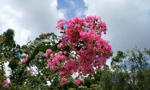 紫薇花的含义与象征（探究紫薇花的美丽与深意）