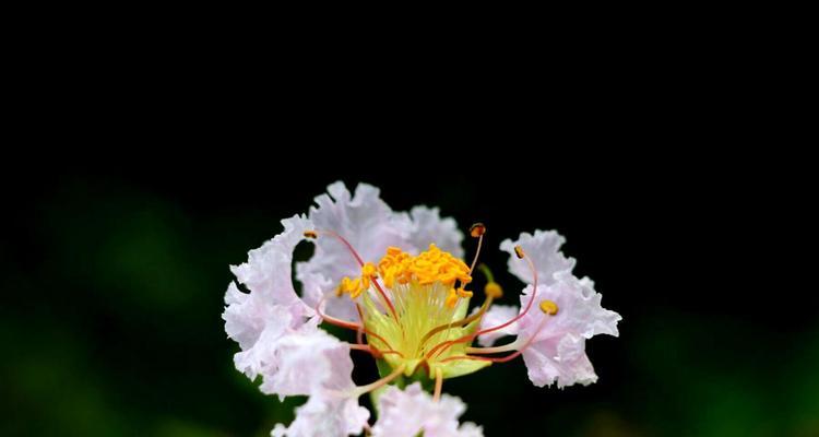 紫薇花的花语——繁荣与希望（探寻紫薇花背后的意义和象征）