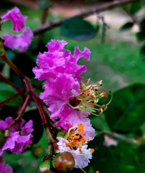 紫薇花（探索紫薇花的花语和文化底蕴）