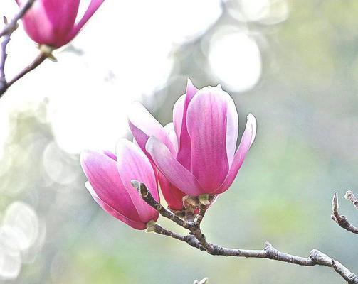 紫玉兰花语与人生哲理（以花语寄托情感）