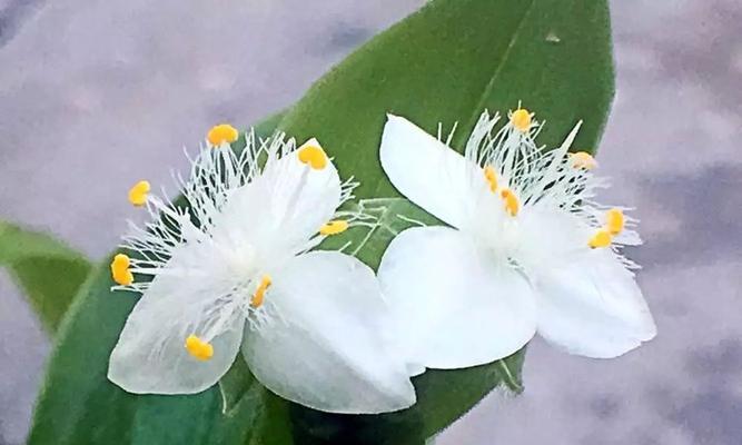 白花紫露草花语的美好寓意（探索白花紫露草的花语）