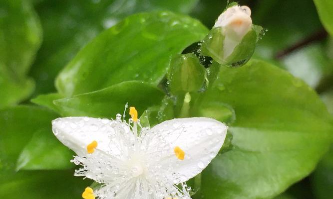 白花紫露草花语的美好寓意（探索白花紫露草的花语）