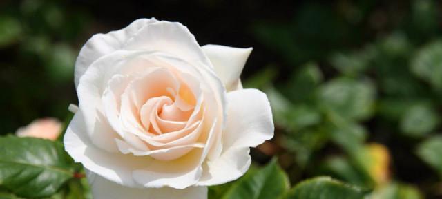 白玫瑰的花语与意义（探索白玫瑰的美丽与情感）