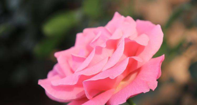 白色月季花的花语与象征意义（在花海中寻找纯洁与浪漫的永恒之美）