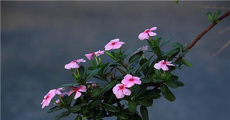 长春花的花语和寓意（一朵鲜花）