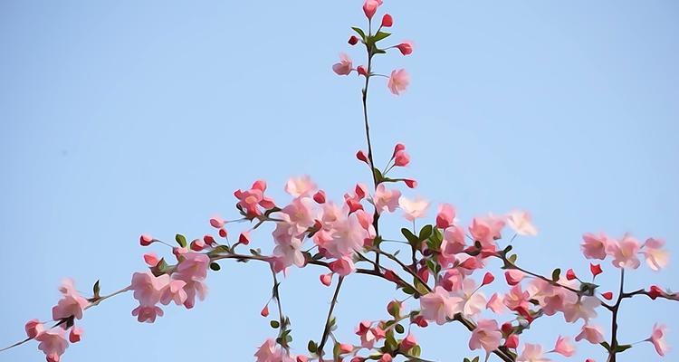 垂丝海棠花语深意（垂丝海棠的花语以及与其相关的文化内涵）