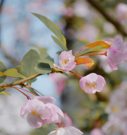 垂丝海棠花语深意（垂丝海棠的花语以及与其相关的文化内涵）