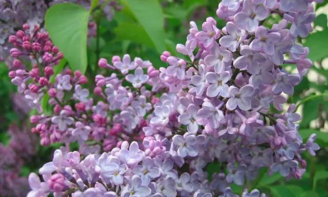 丁香花的花语与意义（探寻丁香花的独特象征与传达的情感）