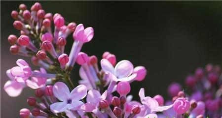 丁香花（花语传递情感）