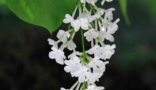 丁香花（花语传递情感）