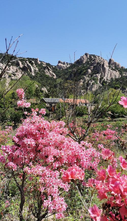 杜鹃花（春天的象征与特点）