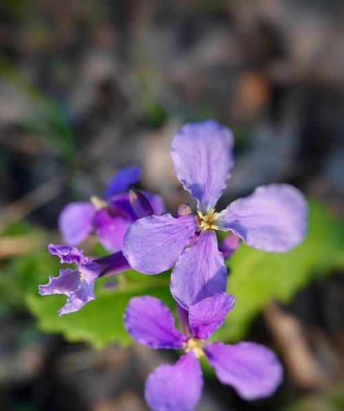 二月兰的花语与寓意（探秘二月兰的神秘花语）