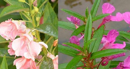 凤仙花的花语之美丽和神秘（探索凤仙花的花语意义和传说）