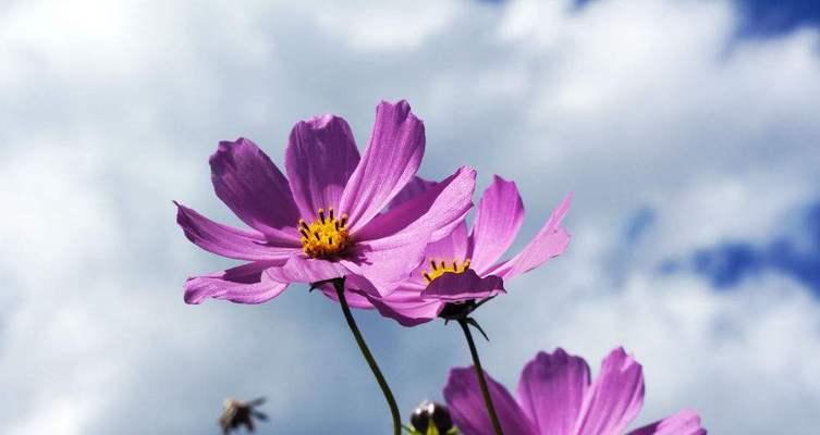 格桑花的花语与意义（探寻格桑花的深层含义与象征）