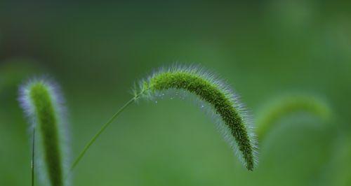 狗尾巴草花语及其寓意（揭秘狗尾巴草的花语及象征意义）