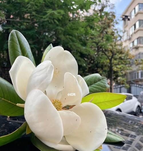 广玉兰花花语与寓意的美丽诠释（百合花语花神之花）