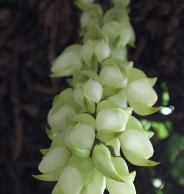 禾雀花的花语与美丽传说（禾雀花的花语是什么）