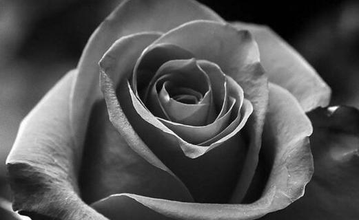 黑色玫瑰的花语与寓意（探寻黑色玫瑰独特的象征意义）