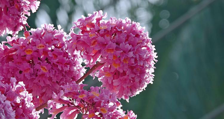 红花风铃木的花语与美丽传说（红花风铃木的花语和其在不同文化中的象征意义）
