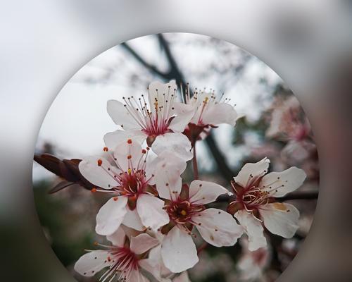 红叶李的花语及其象征意义（探索红叶李花的寓意与传统象征）