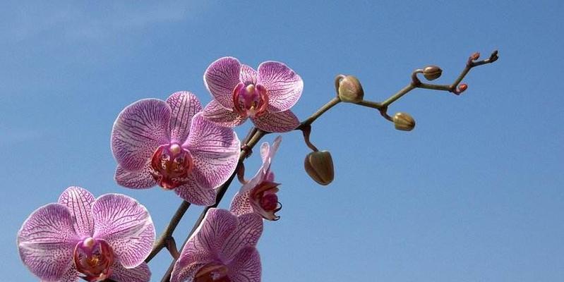 台湾蝴蝶兰的花语及其深层意义（揭示蝴蝶兰隐藏的秘密和象征意义）