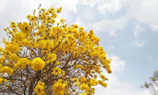 《黄花风铃木的花语》（揭示黄花风铃木背后的意义和象征）