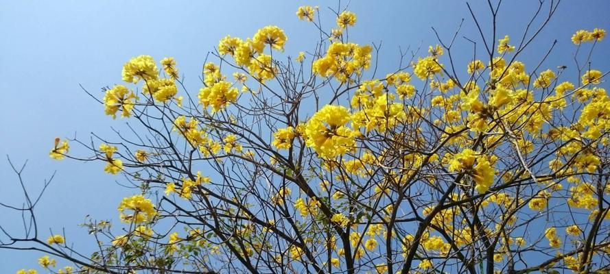 《黄花风铃木的花语》（揭示黄花风铃木背后的意义和象征）