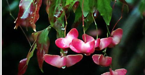 金丝吊蝴蝶花语（传递美丽与希望的金丝吊蝴蝶）