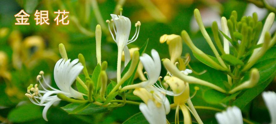 金银花的花语与传说（探寻金银花的花语与文化传统）