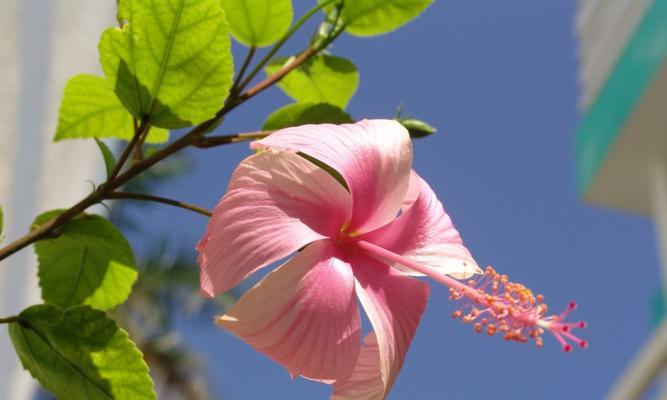 锦葵花的寓意与象征意义（以美丽的锦葵花为载体）