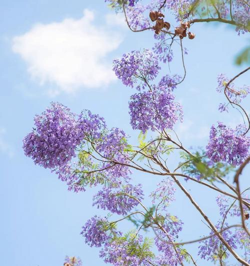 蓝楹花的花语与意义（揭示蓝楹花的深意）