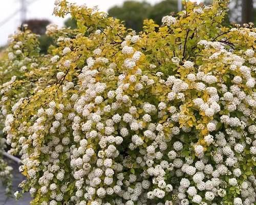 菱叶绣线菊之花语——美丽与祝福（解读菱叶绣线菊的花语和寓意）