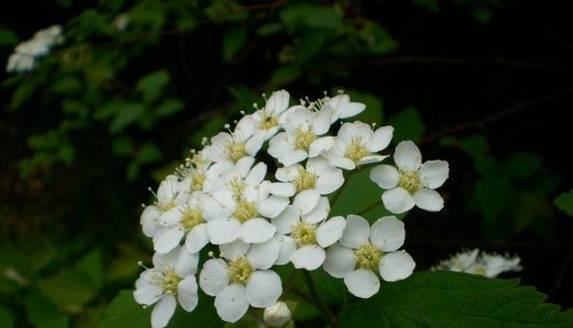 菱叶绣线菊之花语——美丽与祝福（解读菱叶绣线菊的花语和寓意）