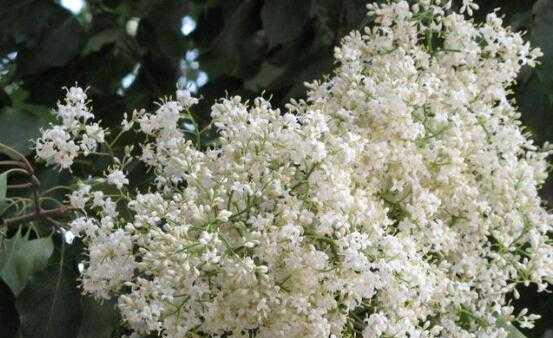 六月雪的花语——清新、坚强与希望（盛夏里的芬芳）