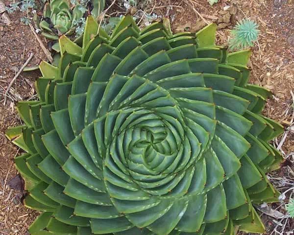 芦荟之美——探寻芦荟的花语与意义（探秘芦荟的秘密语言）