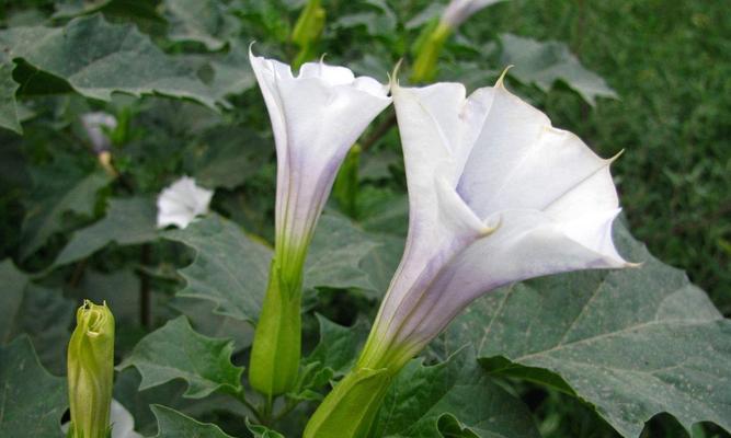 曼陀罗花的花语之美丽与神秘（揭开曼陀罗花的花语秘密）