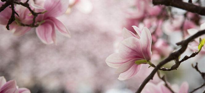 木兰花的花语——坚韧不拔，勇往直前（探索木兰花的深层寓意与象征）