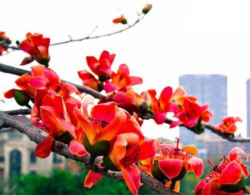 木棉花（探寻木棉花的花语与意义）