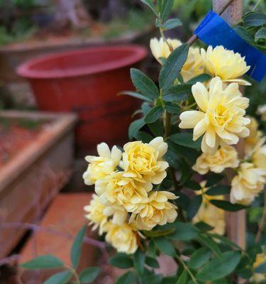 以木香花的花语与人生的启示（探寻以木香花的花语）