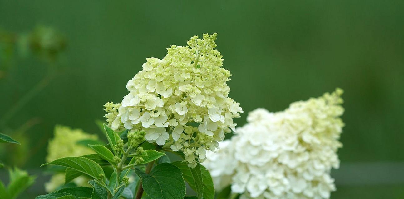 以木绣球花语的深意与象征（揭秘以木绣球花语的意义及其传达的情感）