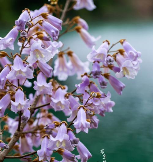 泡桐花语，传递美丽与希望（追寻自由与繁华的盛夏风景）