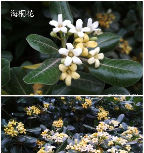 七里香的花语及其象征意义（探索七里香花语的美与神奇）