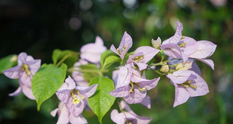 《三角梅的花语与寓意》（探索三角梅花的隐藏意义）