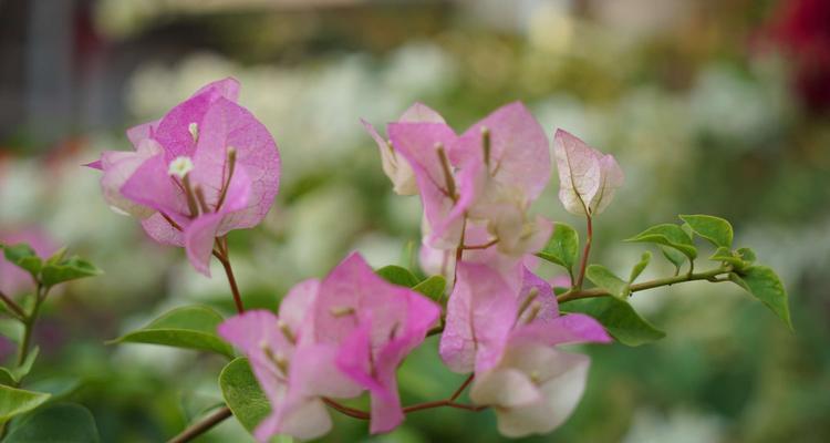 《三角梅的花语与寓意》（探索三角梅花的隐藏意义）