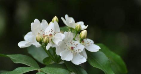 《深山含笑的花语和传说》（山花传递的微笑与神秘）