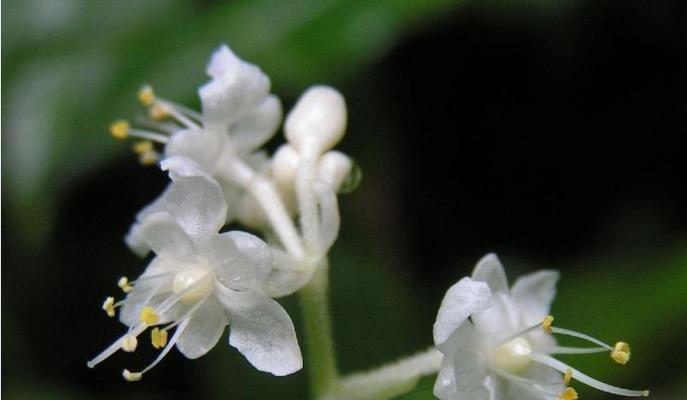 双生花的花语（揭示双生花的花语与其象征意义）